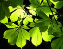 feuilles1.jpg
